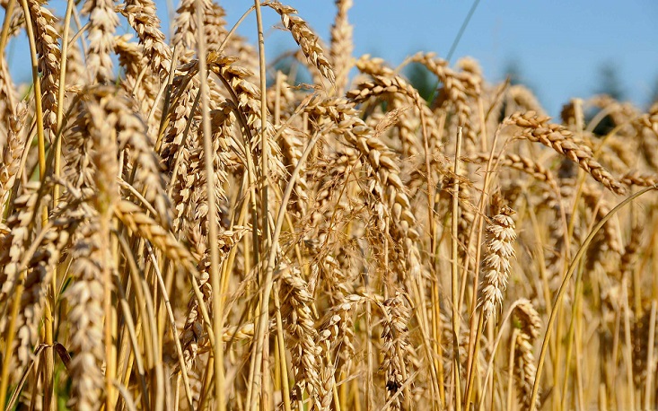 Зерносуміші, зерновідходи, зернові куплю