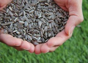  Семена подсолнечника Seed Grain