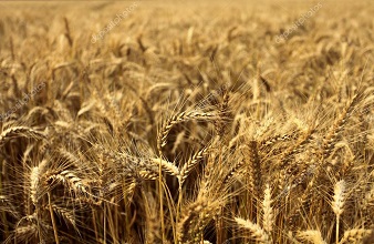 Пшениця, кукурудза, соя, соняшник. Закупівля.