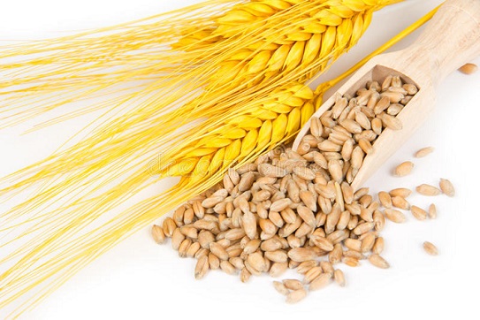 Закуповуємо вологу кукурудзу, фуражну пшеницю, сою, соняшник.