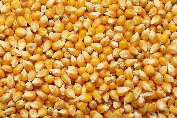 Кукурудза, фуражна пшениця, соя