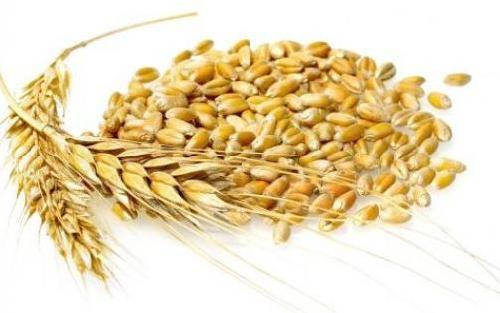 Кукурудза, пшениця, соя куплю
