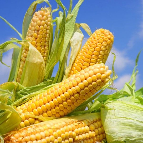 Продам семена кукурузы гибрид Днепровский 257СВ