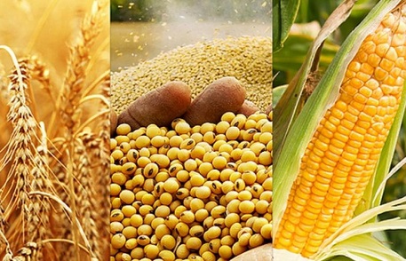 Закуповуємо відходи кукурудзи, пшениці, сої, соняшнику