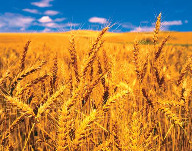 Закупка пшеницы 2 класса, самовывоз от производителя! по высокой цене! От 500 тонн!