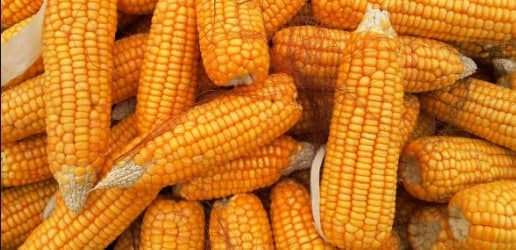 Продам посівмат кукурудзи Дункан