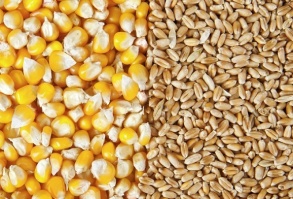 Куплю кукурузу, фуражную пшеницу, сою