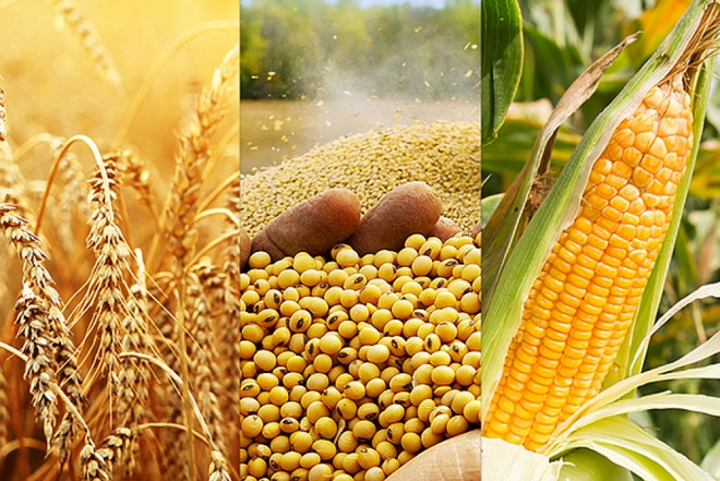 Кукуруза, пшеница, соя куплю