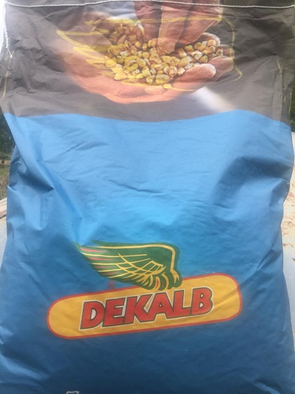 Кукурудза насіння Монсанто ДКС 2960 (ФАО 250)