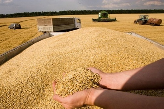 Услуги зерновозов, самосвалов. Перевозки зерна по Украине