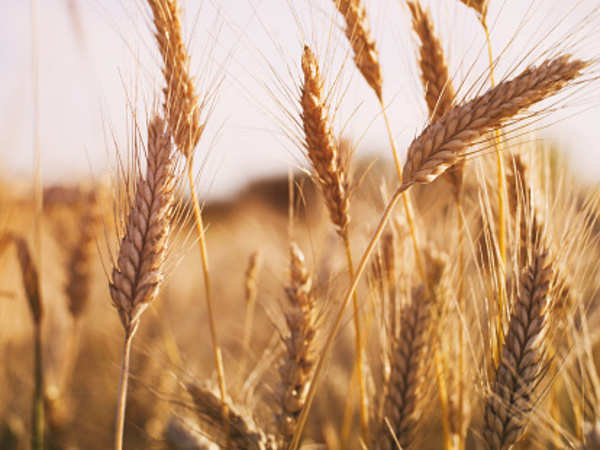 Закупаем пшеницу 4 класса, самовывоз от производителя! по высокой цене! От 500 тонн!