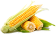 kukuruza